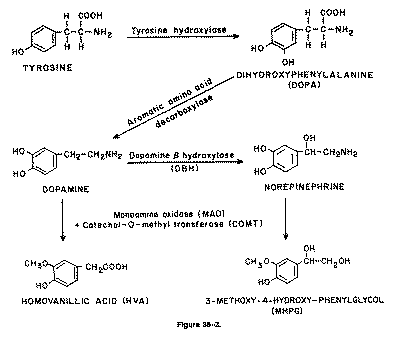 L Tyrosine Biochemical Process