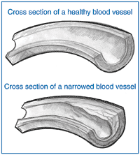 Cross Section Image
