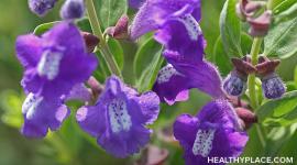 Skullcap is an alternative mental health herbal remedy for anxiety, nervous tension and convulsions. Learn about the usage, dosage, side-effects of Skullcap.