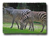 Zebras of a not so different stripe: "No kidding, me too!"