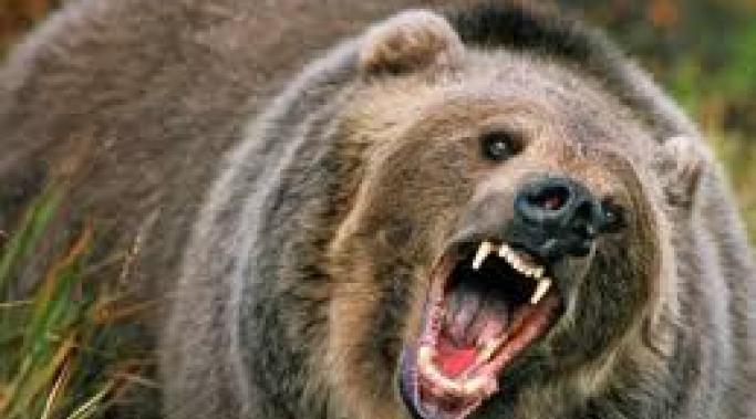 angry bear